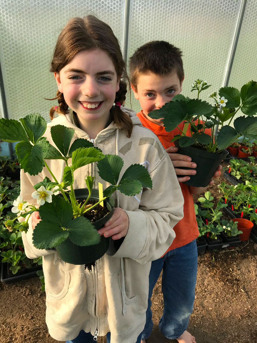 Annie and Ollie plant strawberries by Steve Fluegel