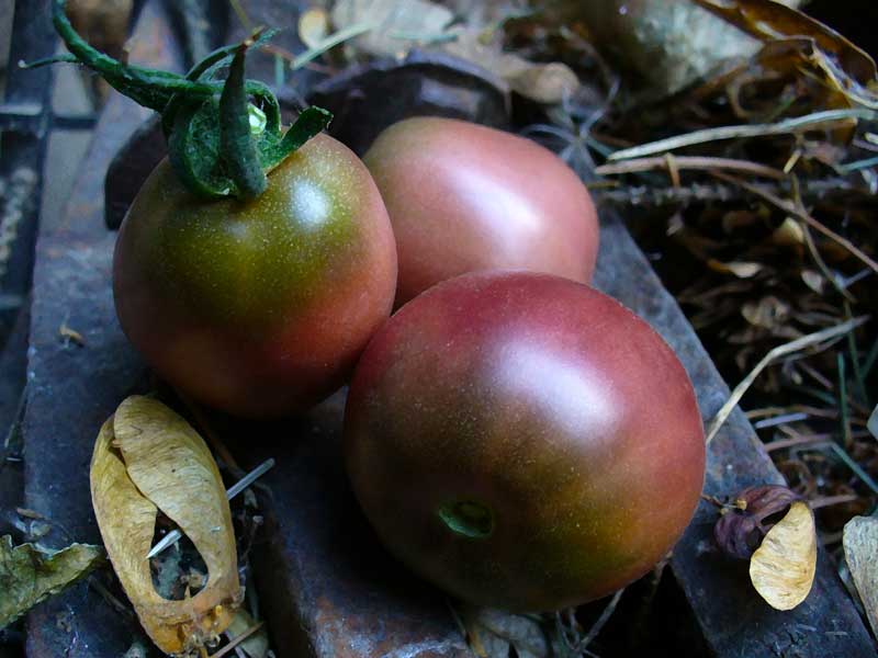 Plow Maker Farms: Polka raspberries