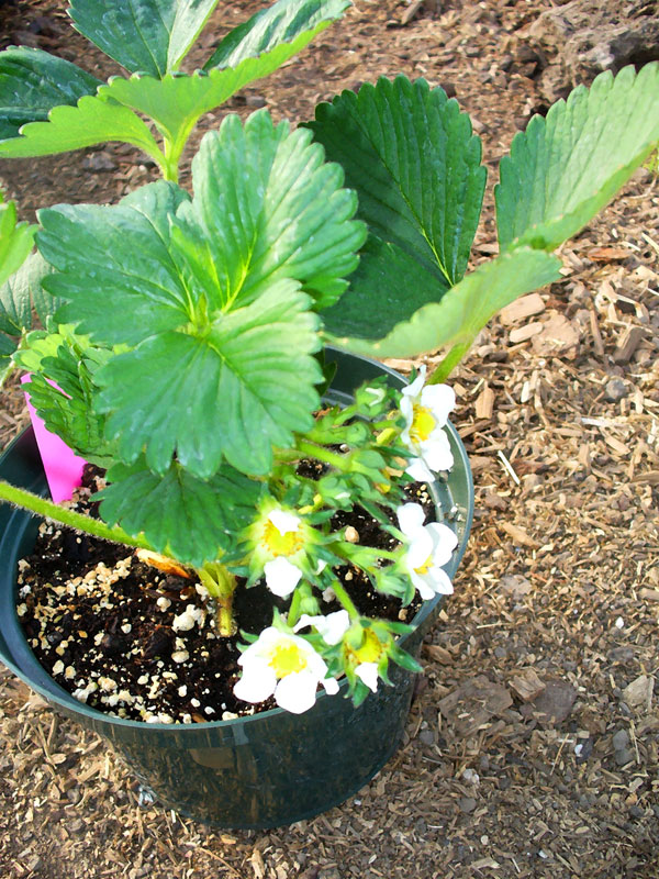 Strawberries plants in bloom by Susan Fluegel